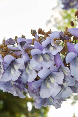 Paulownia tomentosa çiçeğinin manzarası