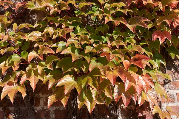 Красочная Листва Parthenocissus Tricuspidata Autum — стоковое фото