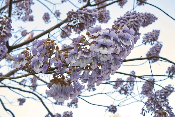 Paulownia tomentosa çiçeğinin manzarası