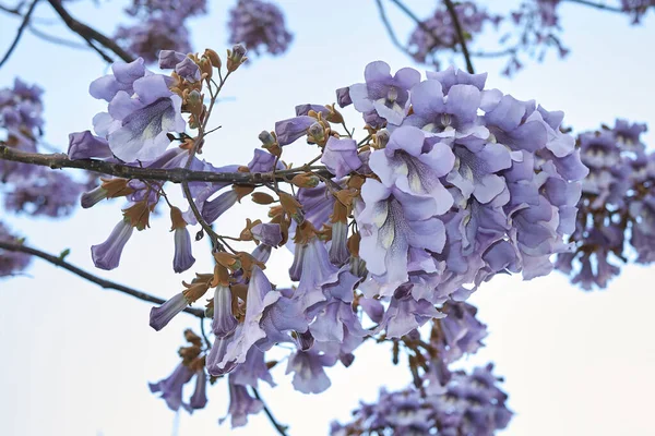 Paulownia tomentosa çiçeğinin manzarası