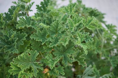 yeşil kokulu Pelargonium yaprakları bitkiler