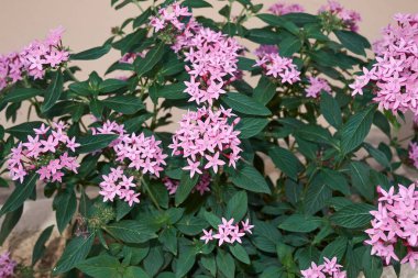 Bahçedeki Pentas Lanceolata bitkilerinin pembe çiçekleri