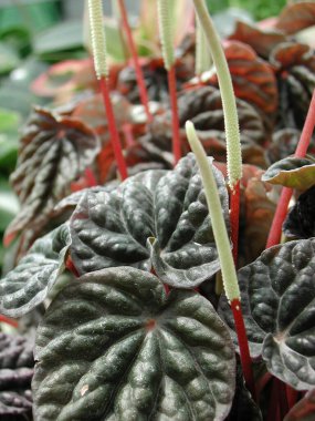 Peperomia caperata çiçek açtı.