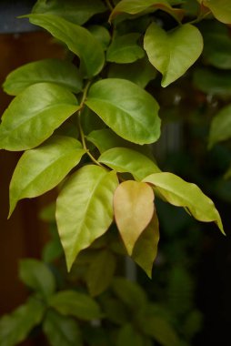 Pereskia aculeata değirmen kolu