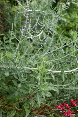 Perovskia atriplisifolia çiçek açmış.