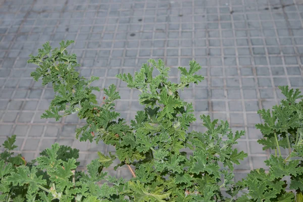 green scented leaves of Pelargonium graveolens plant