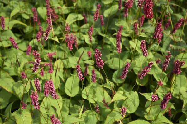 Zicht Persicaria Dikke Domino — Stockfoto