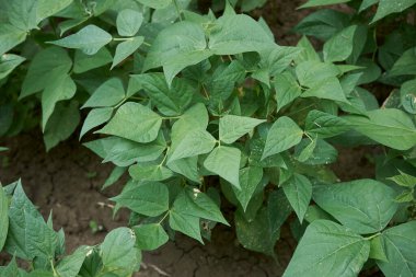 Faseolus vulgaris bitkileri sebze bahçesinde