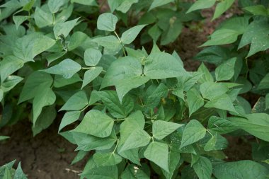 Faseolus vulgaris bitkileri sebze bahçesinde