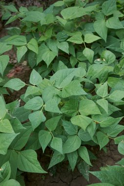 Faseolus vulgaris bitkileri sebze bahçesinde