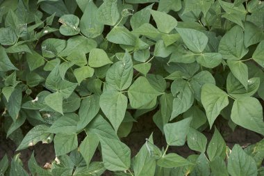 Faseolus vulgaris bitkileri sebze bahçesinde