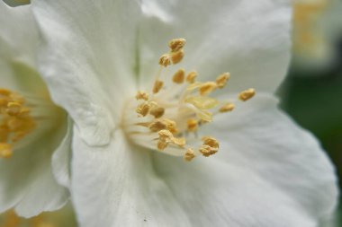 Sahte turuncu çalıların beyaz kokulu çiçekleri.