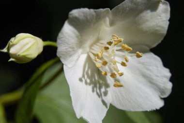 Sahte turuncu çalıların beyaz kokulu çiçekleri.