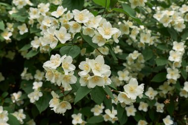 Sahte turuncu çalıların beyaz kokulu çiçekleri.