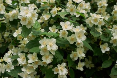 Sahte turuncu çalıların beyaz kokulu çiçekleri.