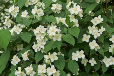 Sahte turuncu çalıların beyaz kokulu çiçekleri.