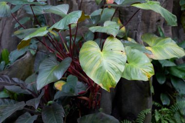 Philodendron erubescens yaklaşıyor