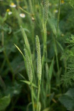 Çiçek açmış Phleum pratense otu
