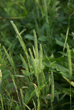 Çiçek açmış Phleum pratense otu