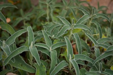 Phlomis meyveli yapraklar.