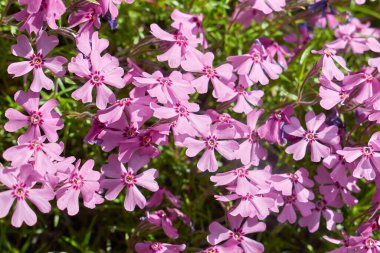 Phlox subulata pembe çiçekleri