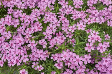 Phlox subulata pembe çiçekleri