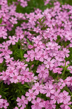 Phlox subulata pembe çiçekleri