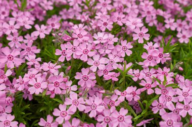 Phlox subulata pembe çiçekleri