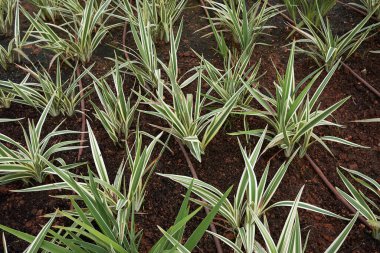 Phormium tenax varyete bitkisinin çeşitlendirilmiş yaprakları