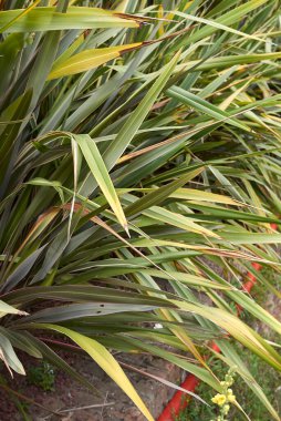 Phormium tenax taze yapraklar