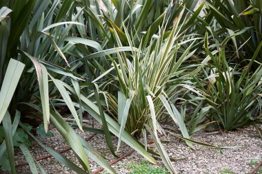 Phormium tenax bitkileri halka açık bir bahçede