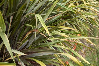 Phormium tenax taze yapraklar