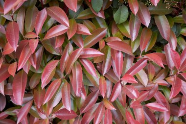 Fotinya çalılığının renkli yaprakları