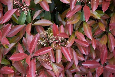 Fotinya çalılığının renkli yaprakları