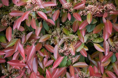 Fotinya çalılığının renkli yaprakları