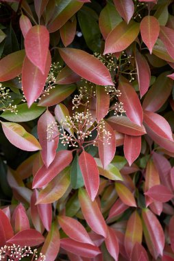 Fotinya çalılığının renkli yaprakları