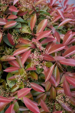Fotinya çalılığının renkli yaprakları
