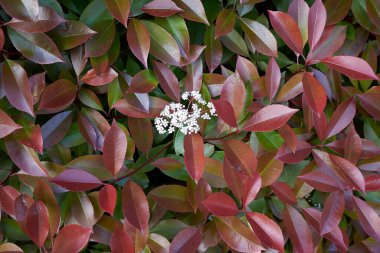 Photinia, çiçek açan her zaman yeşil çalı