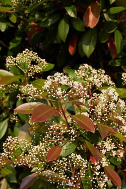 Photinia, çiçek açan her zaman yeşil çalı