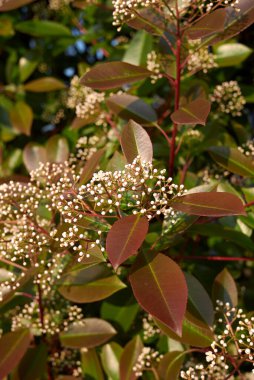Photinia, çiçek açan her zaman yeşil çalı