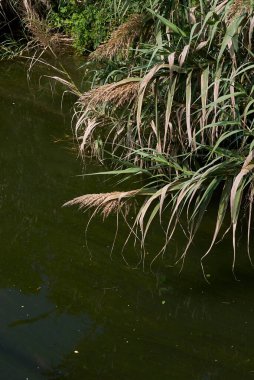 Phragmites australis bir kanala yakın.