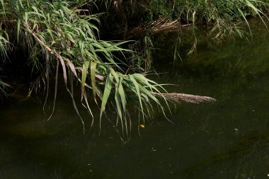 Phragmites australis bir kanala yakın.