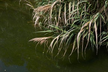 Phragmites australis bir kanala yakın.