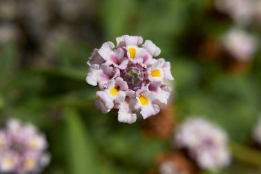 Phyla nodiflora çiçek açtı.