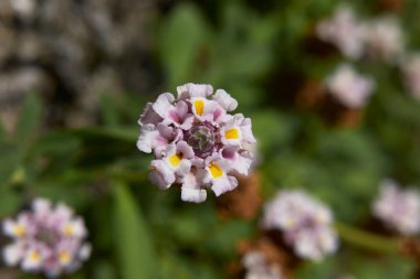 Phyla nodiflora çiçek açtı.