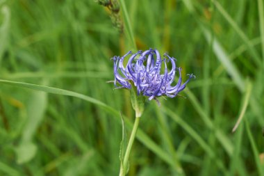 Phyteuma yörüngesinde mavi gökyüzü