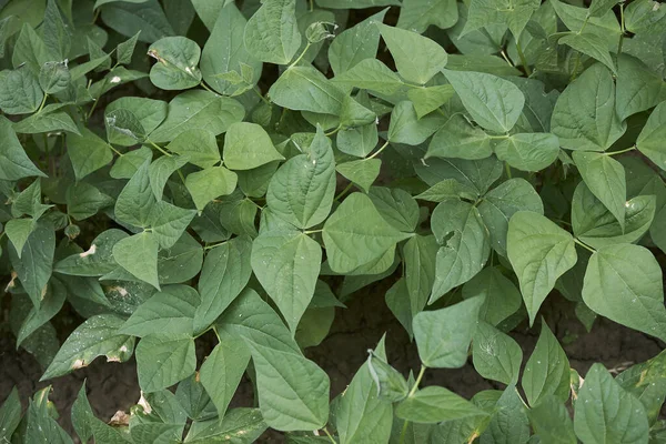 Faseolus vulgaris bitkileri sebze bahçesinde