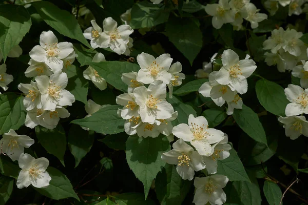 Sahte turuncu çalıların beyaz kokulu çiçekleri.