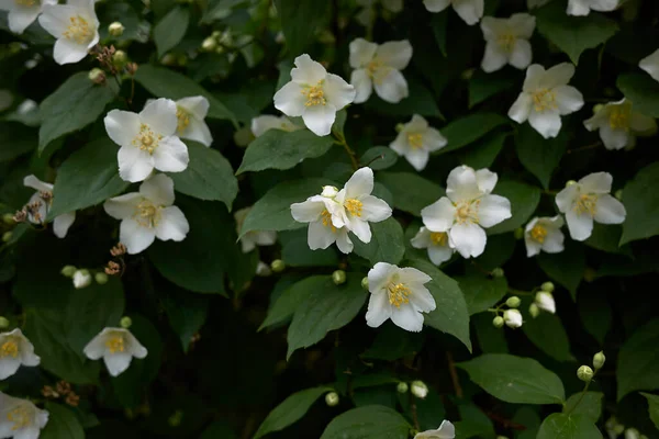 Sahte turuncu çalıların beyaz kokulu çiçekleri.