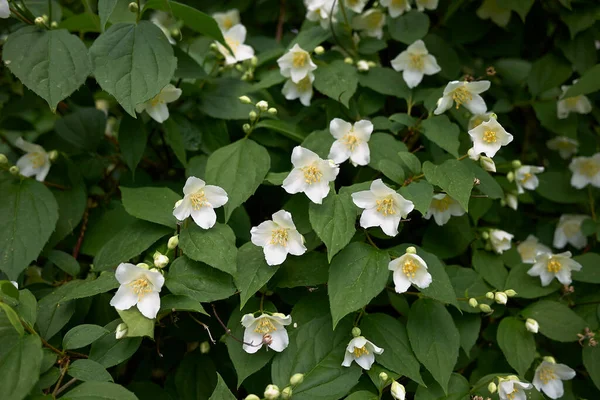 Sahte turuncu çalıların beyaz kokulu çiçekleri.